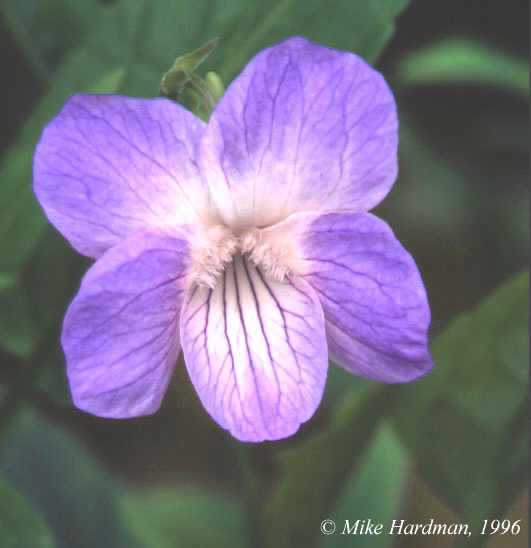 V.elatior flower