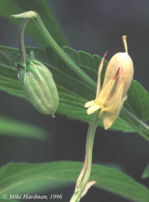 V.elatior seedpods