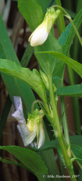 flower bud, shoot, and shrivelling flower