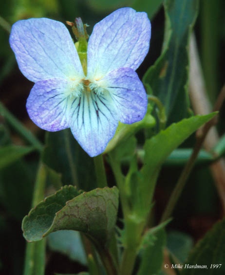 flower frontal