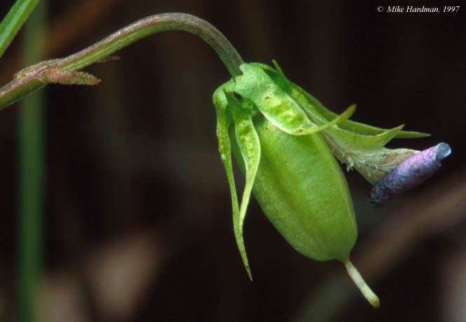 chasmo seedpod